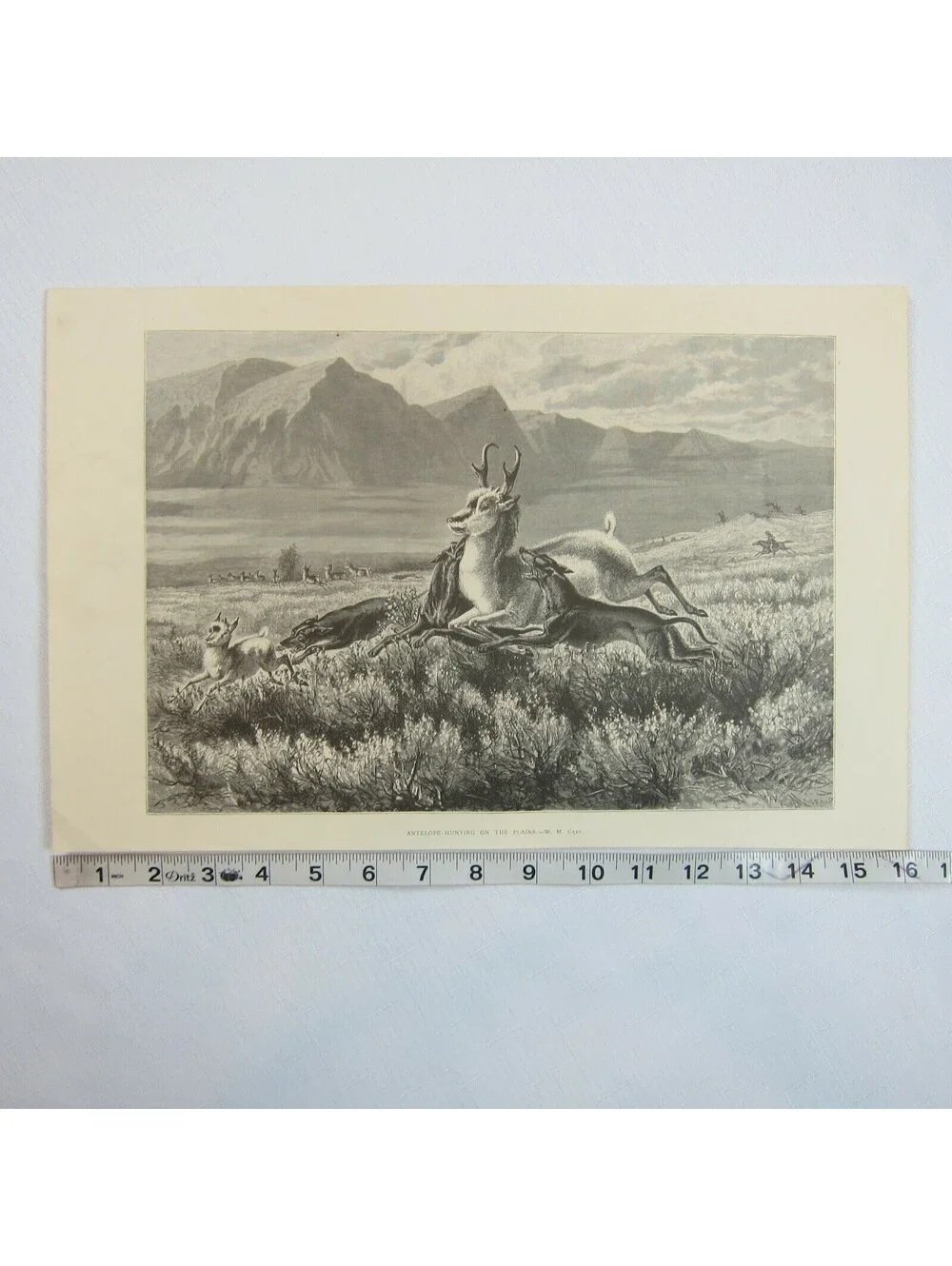 Antique 1874 Engraving Print Antelope-Hunting on the Plains, WM Cary, The Aldine